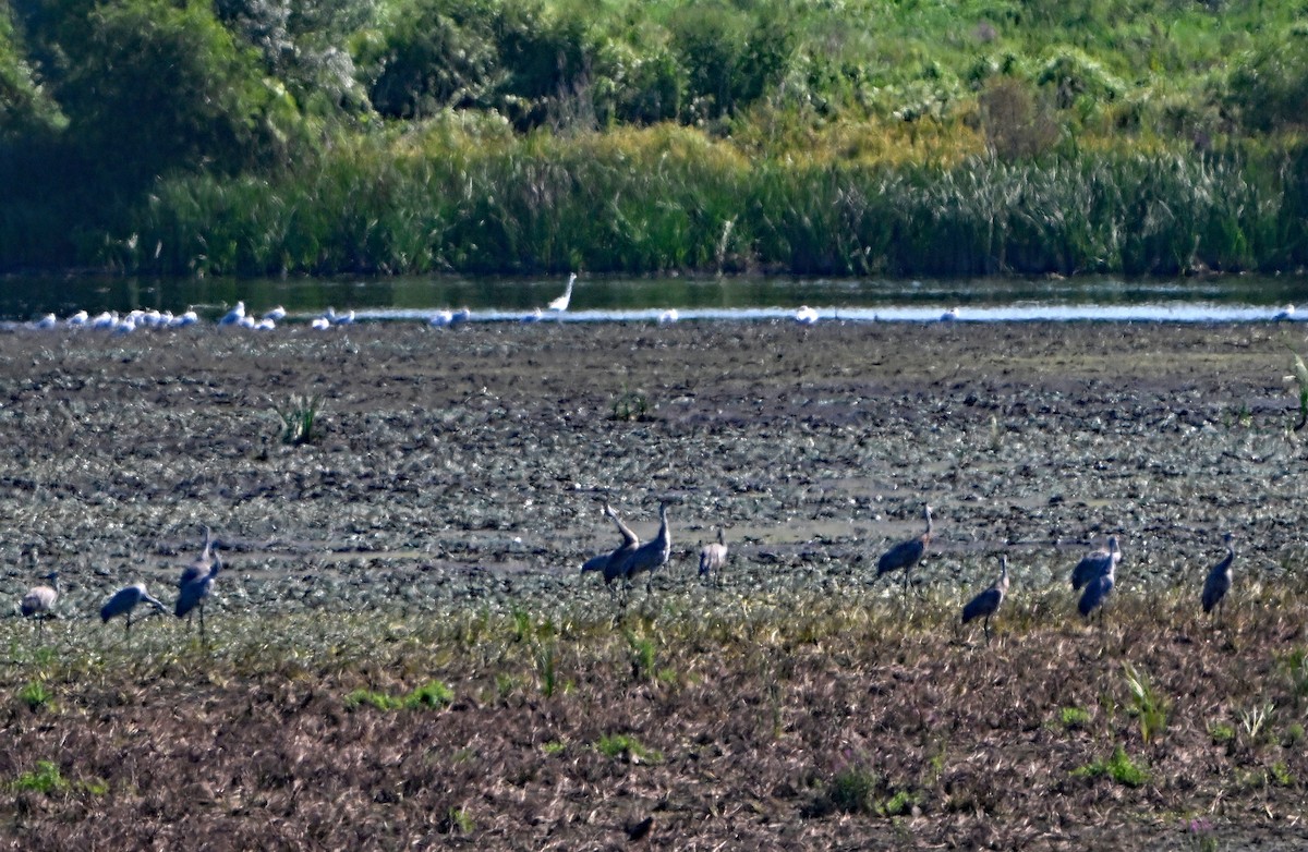 Sandhill Crane - ML623629930