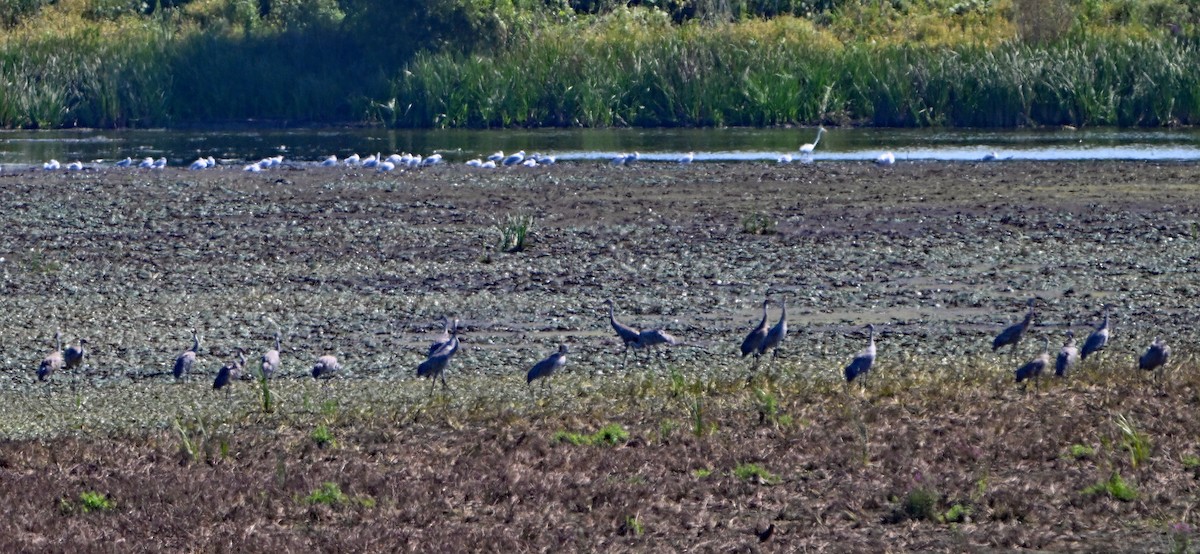 Sandhill Crane - ML623629931