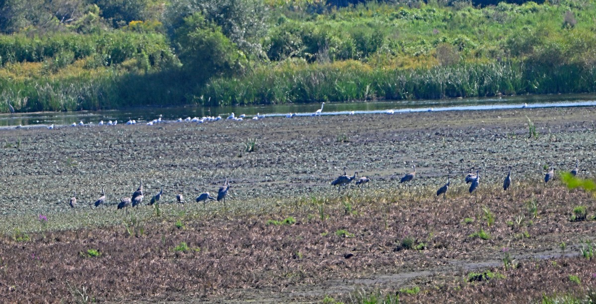 Sandhill Crane - ML623629932