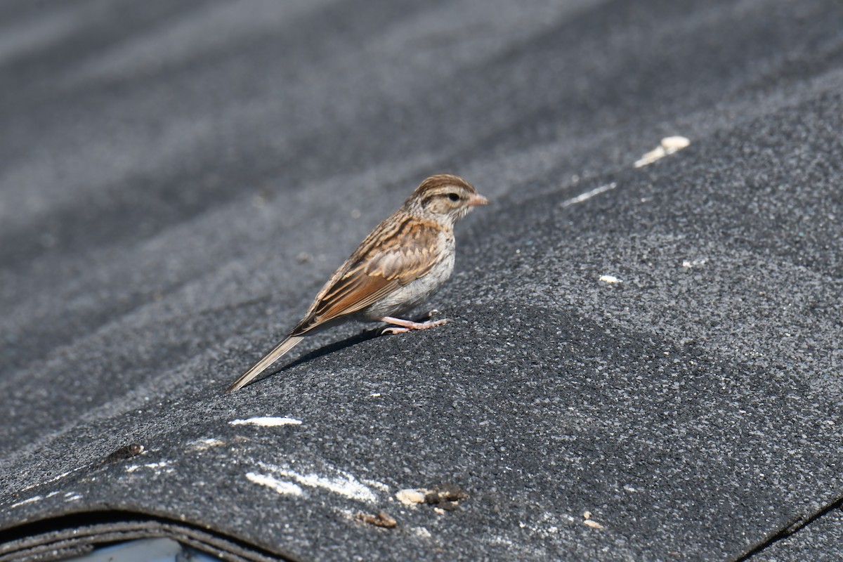 Chipping Sparrow - ML623629934