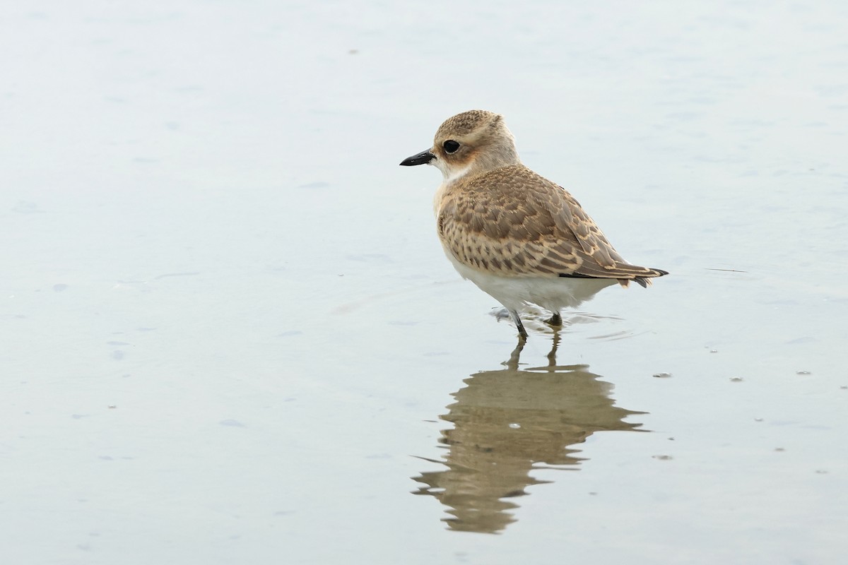 Tibetan Sand-Plover - Dave Bakewell