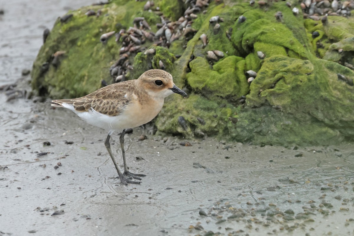 Tibetan Sand-Plover - Dave Bakewell