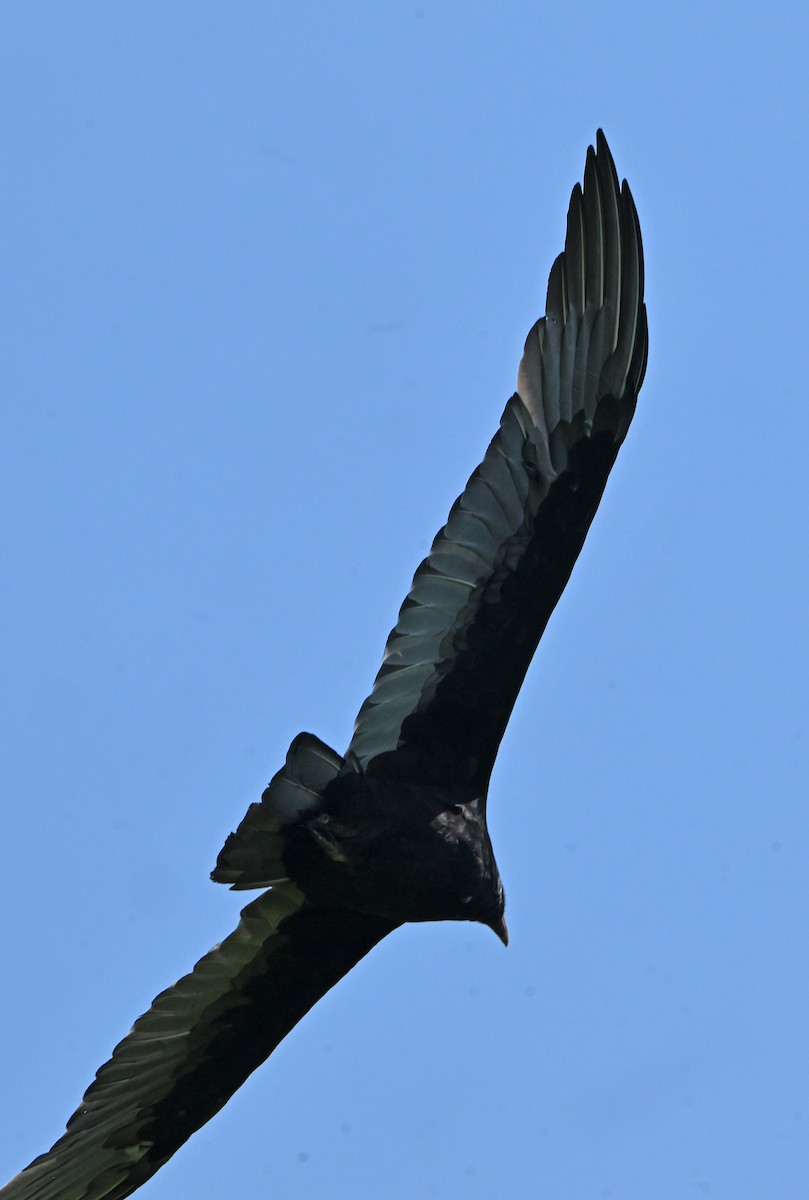 Turkey Vulture - ML623629950