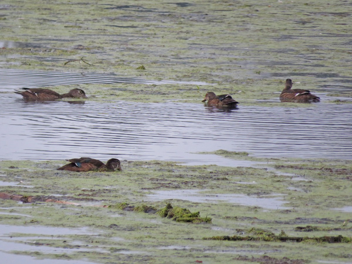 Wood Duck - Anonymous