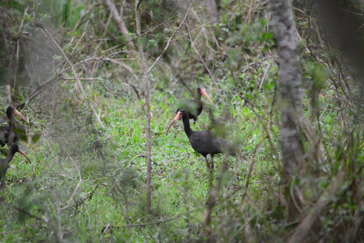 Bare-faced Ibis - ML623629955