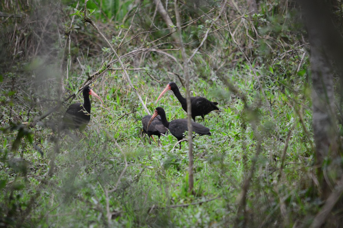 Bare-faced Ibis - ML623629956