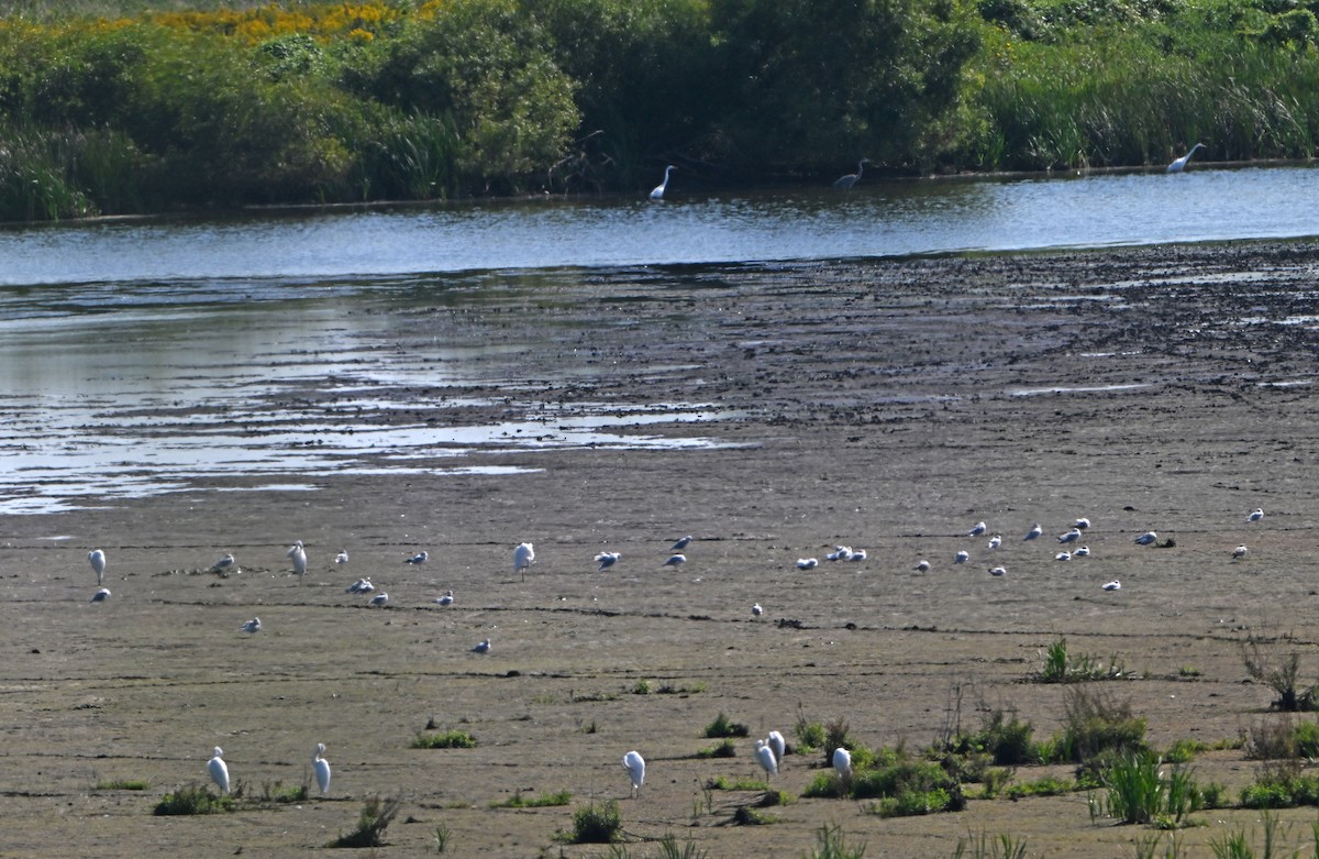 Great Blue Heron - ML623629985