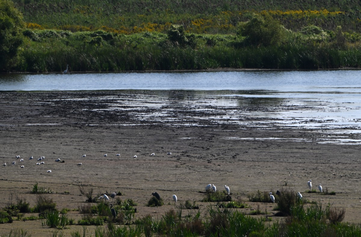 Great Egret - ML623629989