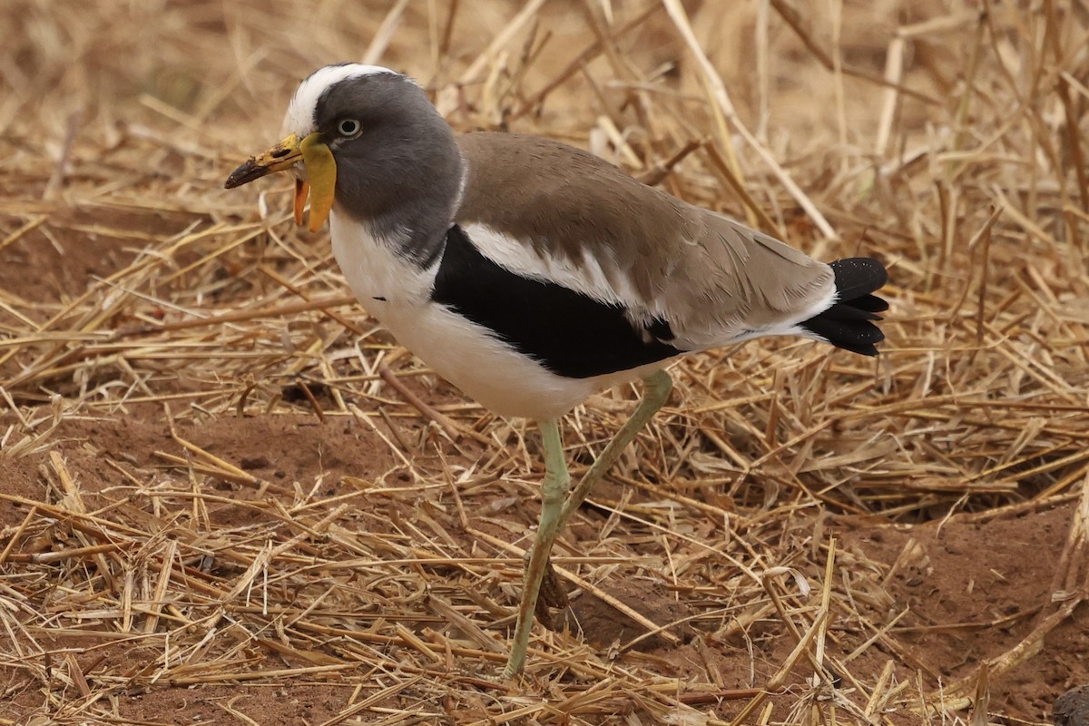 White-crowned Lapwing - ML623629991