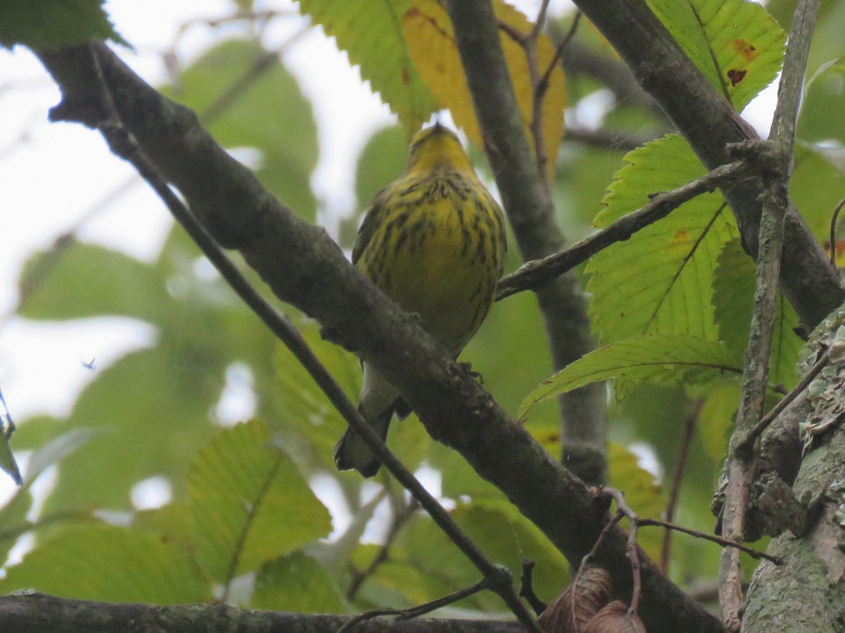 Cape May Warbler - ML623629999