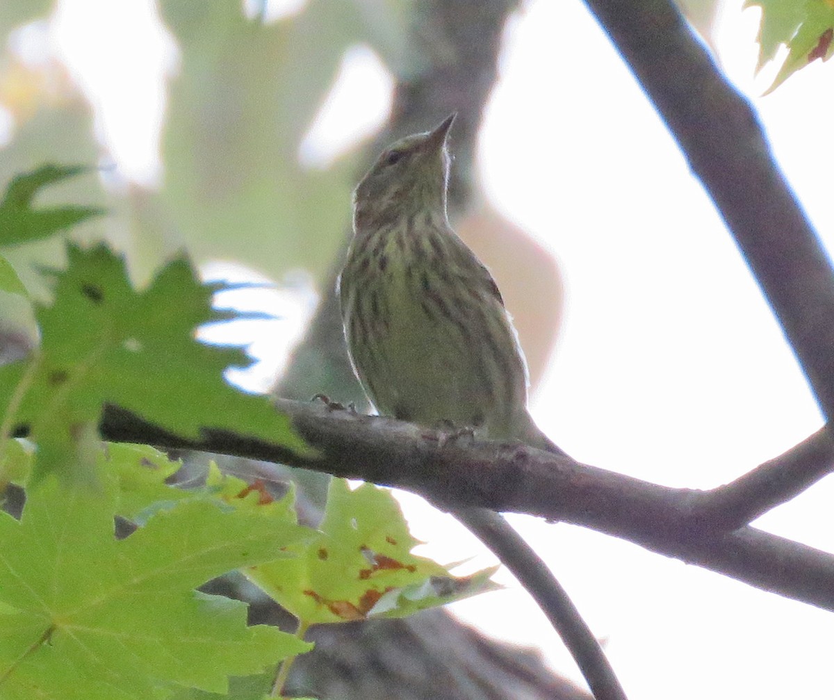 Cape May Warbler - ML623630000