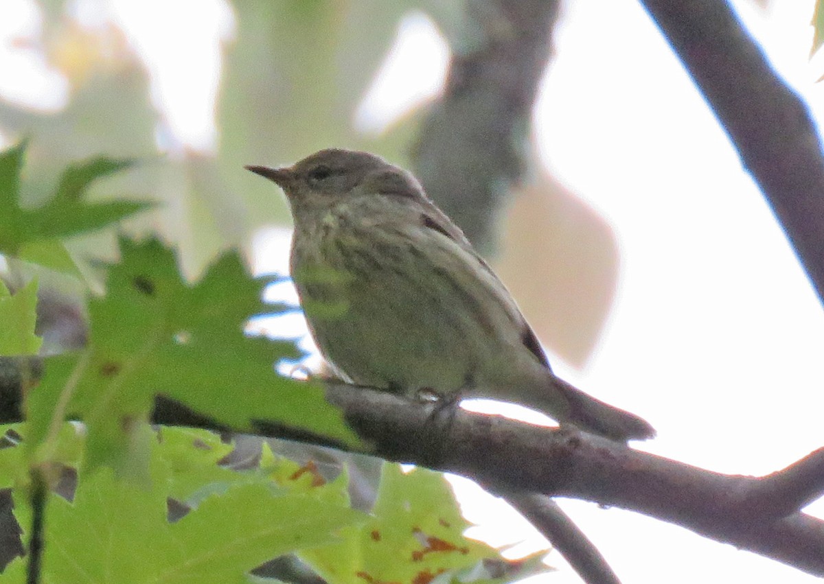 Cape May Warbler - ML623630005