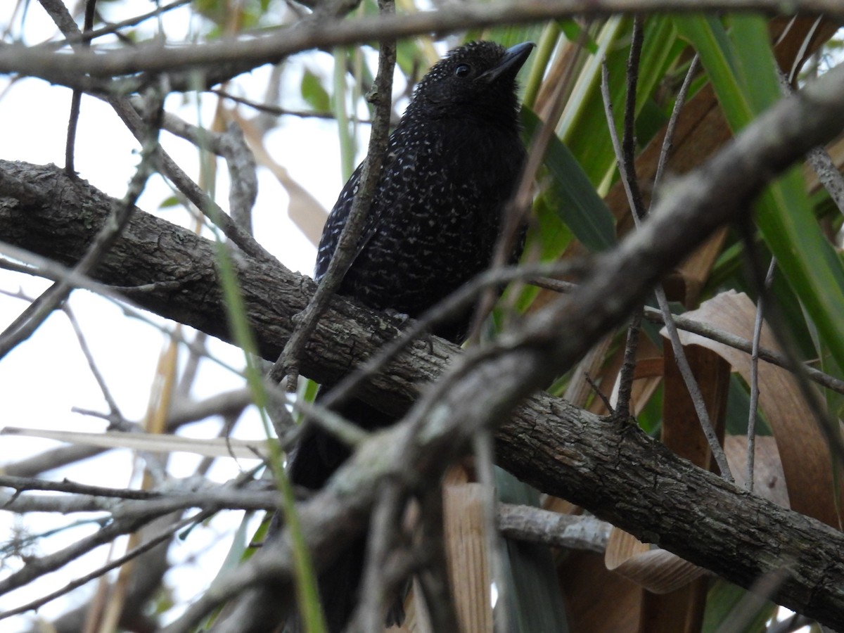 Large-tailed Antshrike - ML623630006