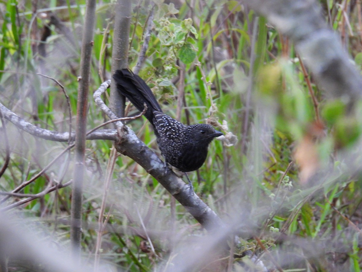 Large-tailed Antshrike - ML623630007