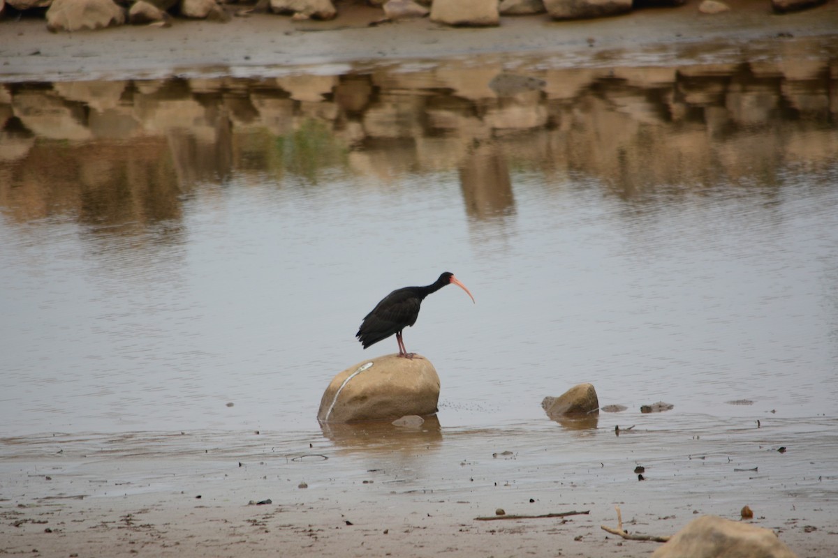 Bare-faced Ibis - ML623630008