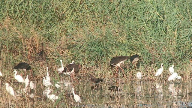 Black Stork - ML623630018