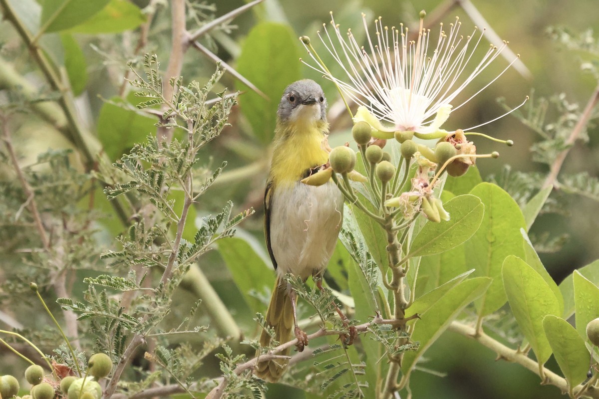 Yellow-breasted Apalis - ML623630028