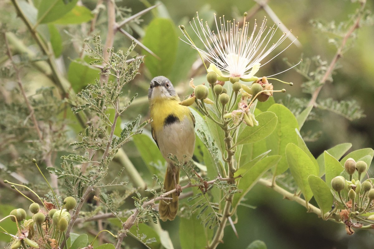 Yellow-breasted Apalis - ML623630037