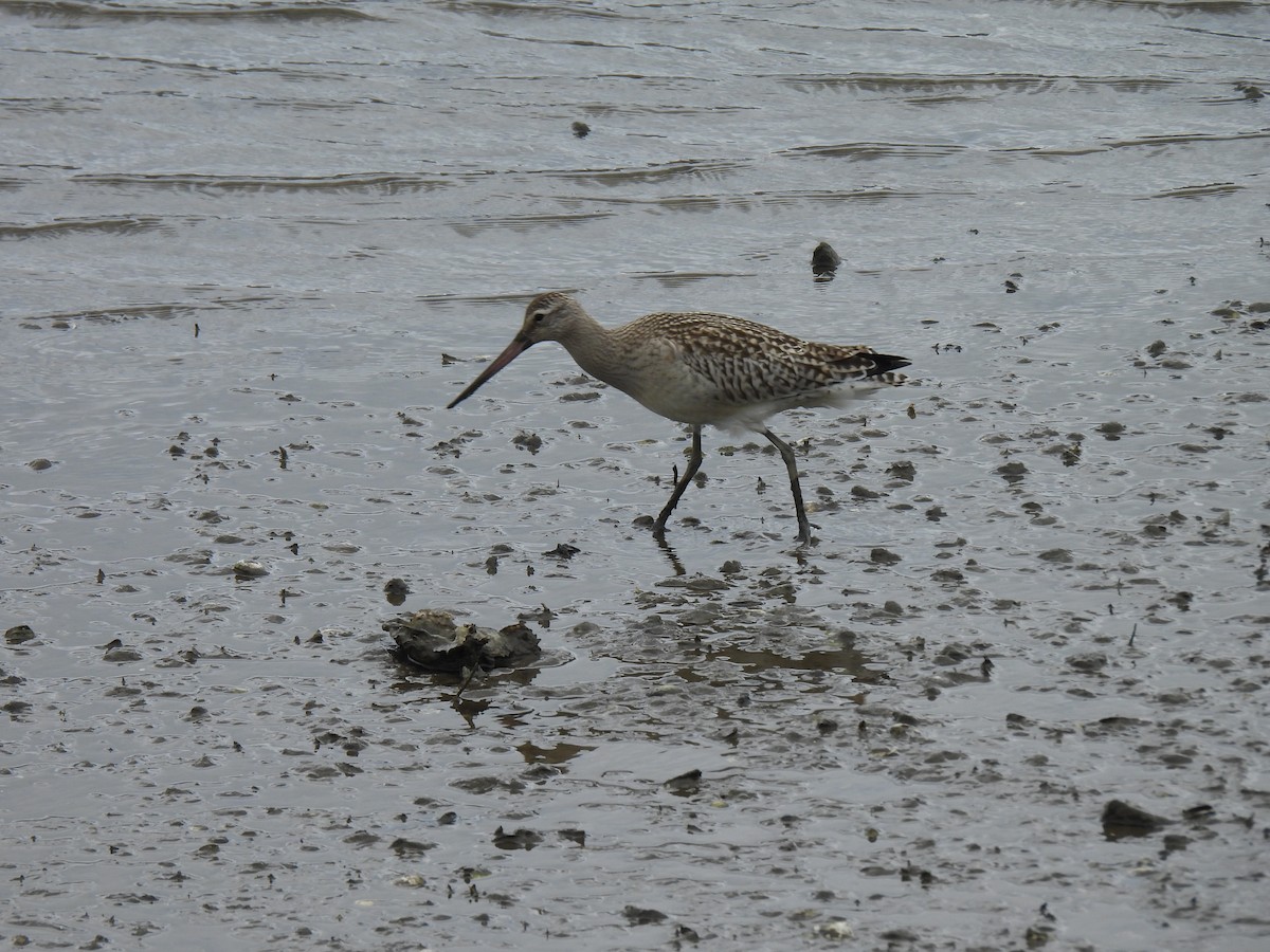 Bar-tailed Godwit - ML623630052