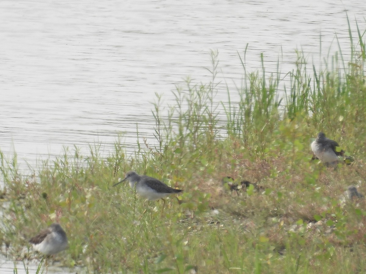 Greater Yellowlegs - ML623630062