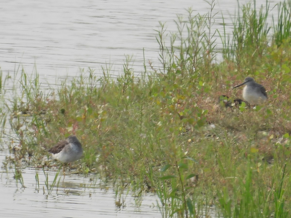 Greater Yellowlegs - ML623630063