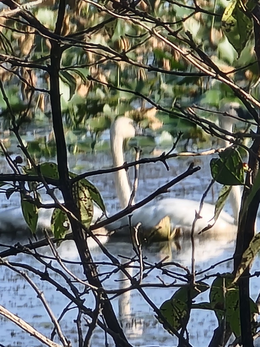 Trumpeter Swan - ML623630070