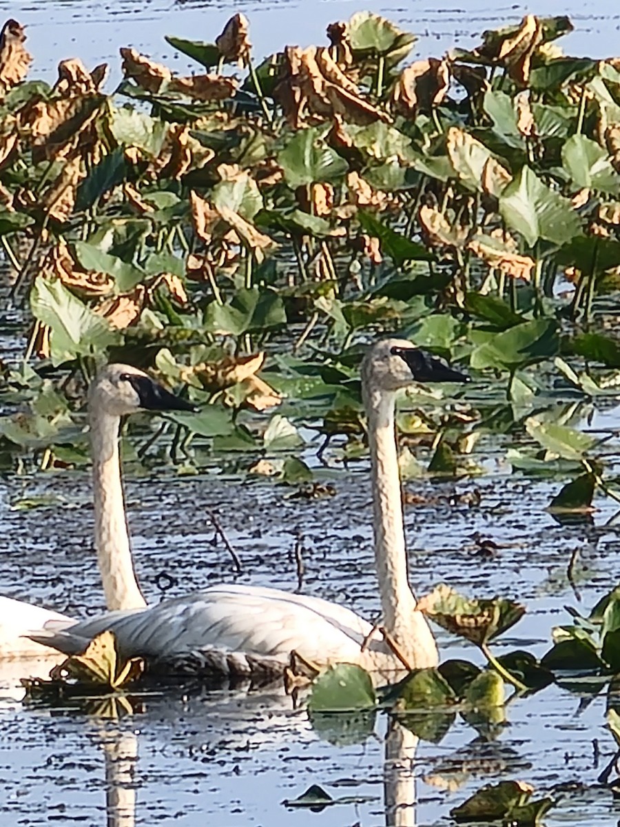 Trumpeter Swan - ML623630071