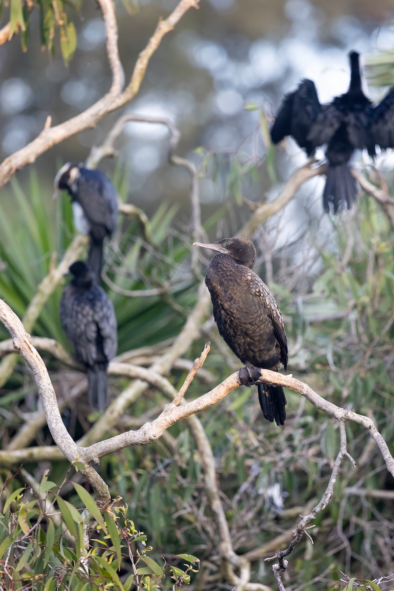 Cormorán Totinegro - ML623630105