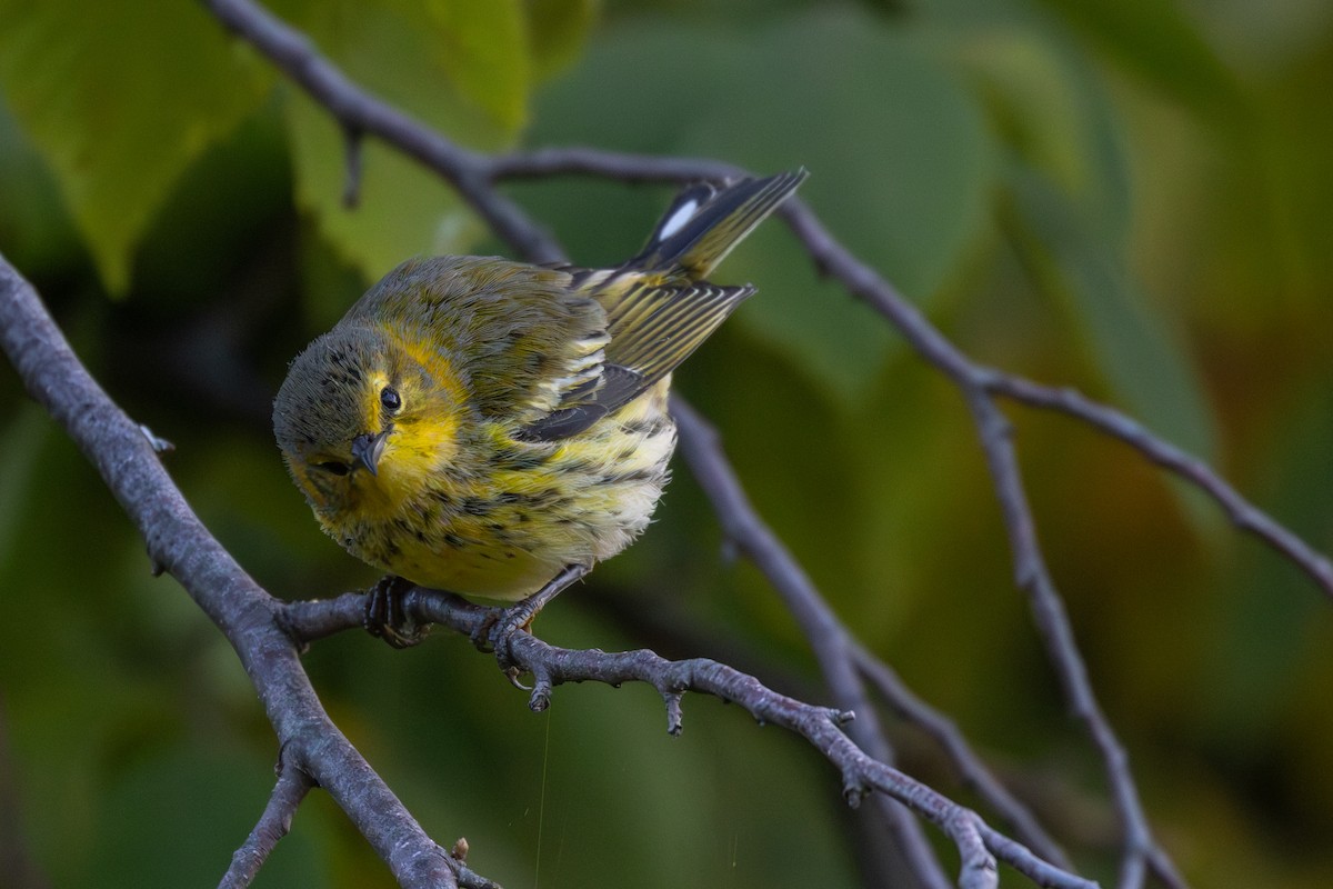 Cape May Warbler - ML623630121