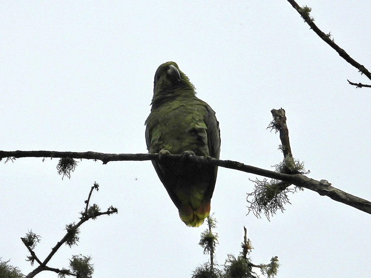 Scaly-naped Parrot - ML623630122