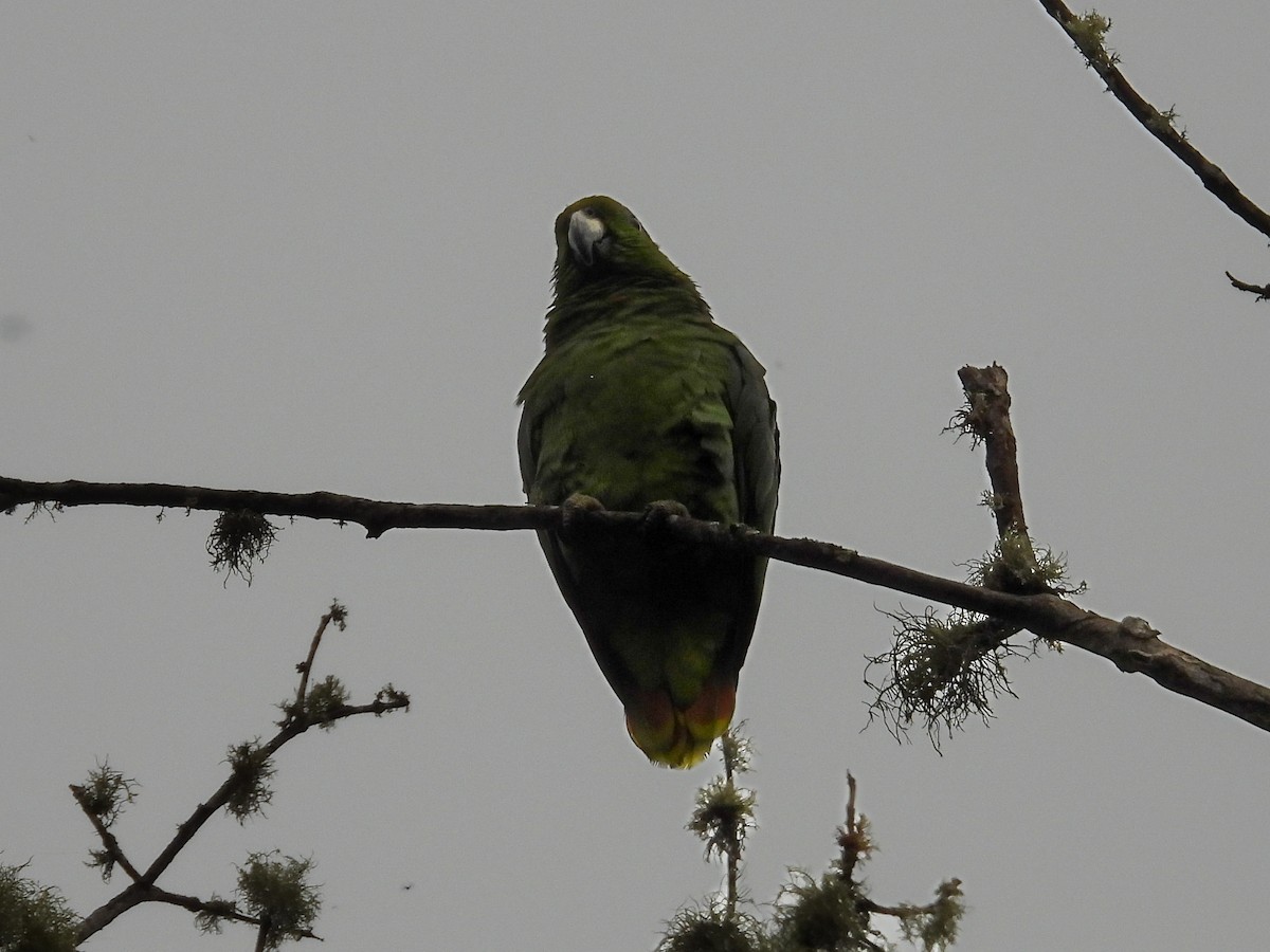 Scaly-naped Parrot - ML623630123