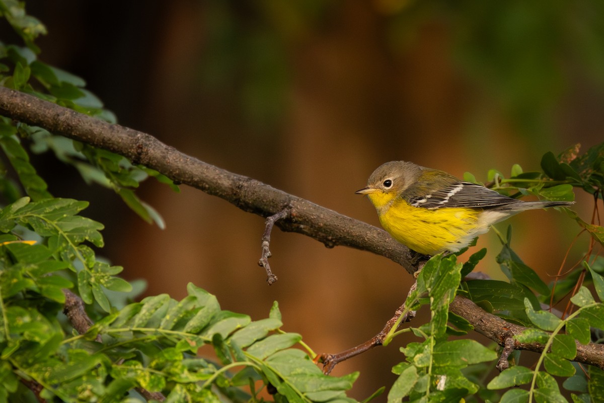 Magnolia Warbler - ML623630126