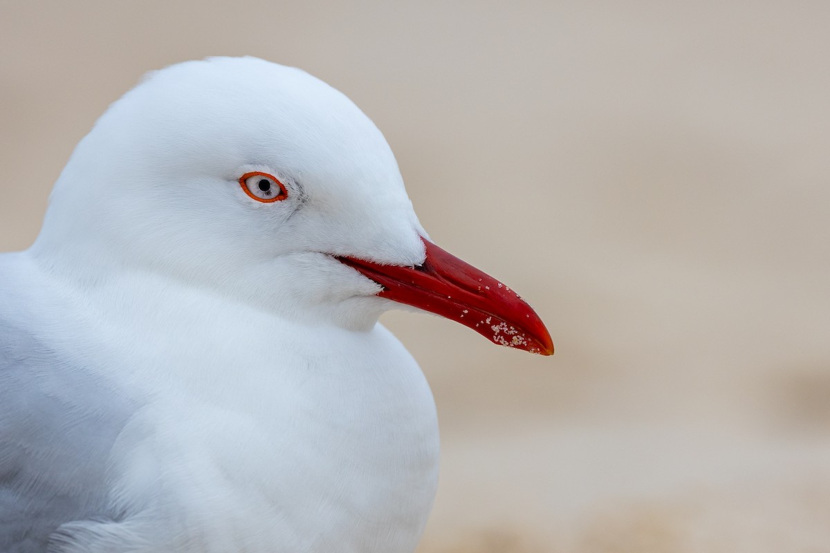 Gaviota Plateada - ML623630145