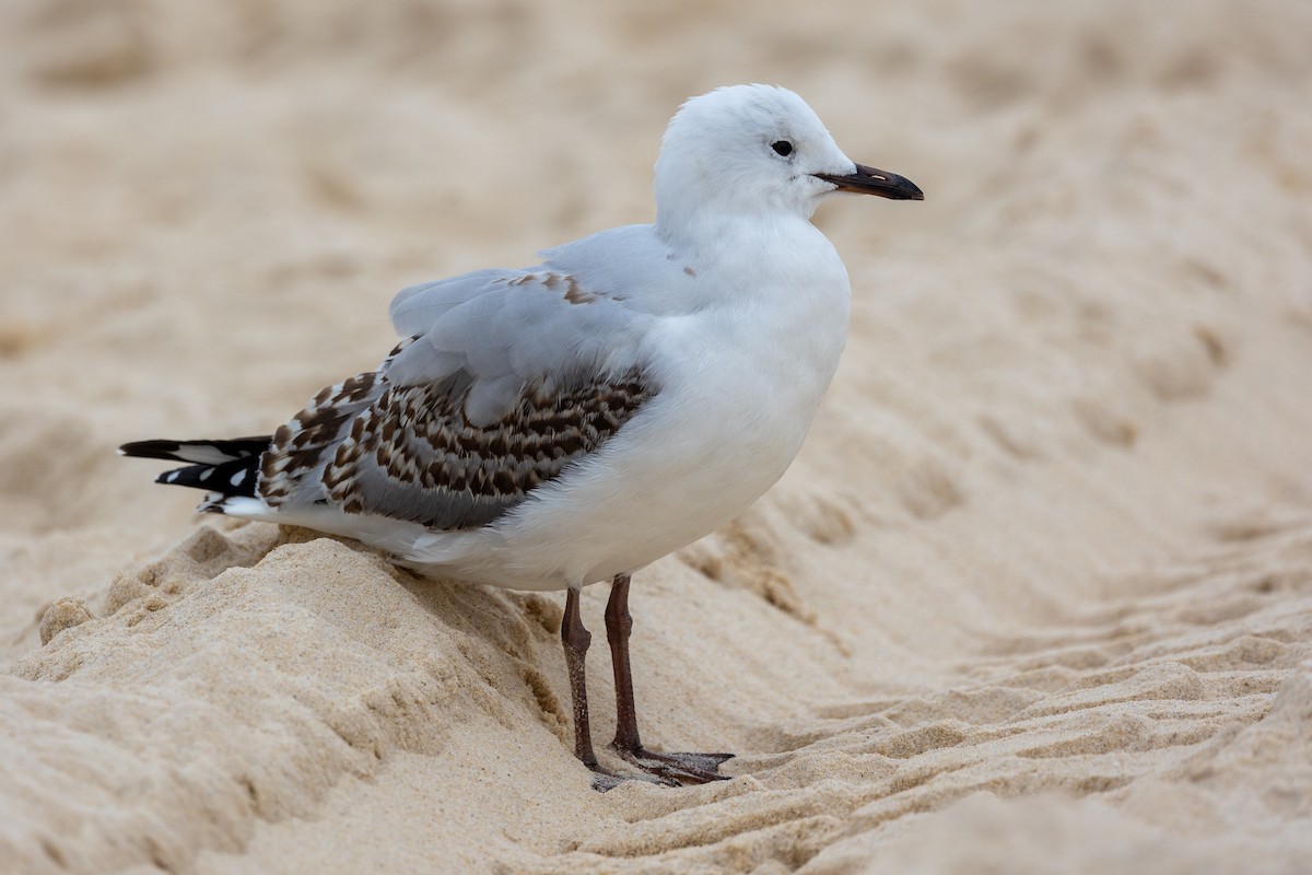 Gaviota Plateada - ML623630146