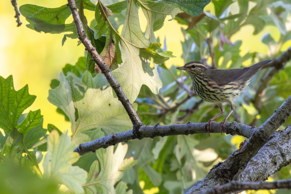 Northern Waterthrush - ML623630163