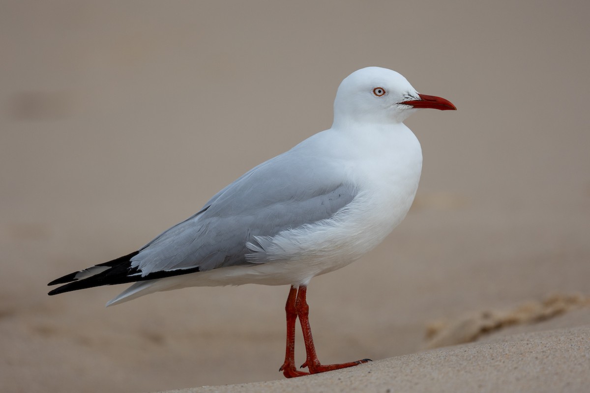 Gaviota Plateada - ML623630164