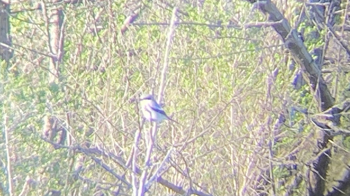 Loggerhead Shrike - ML623630172