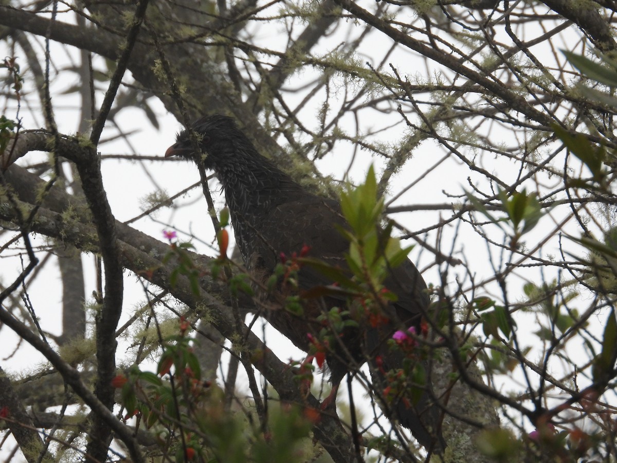 Andean Guan - ML623630210