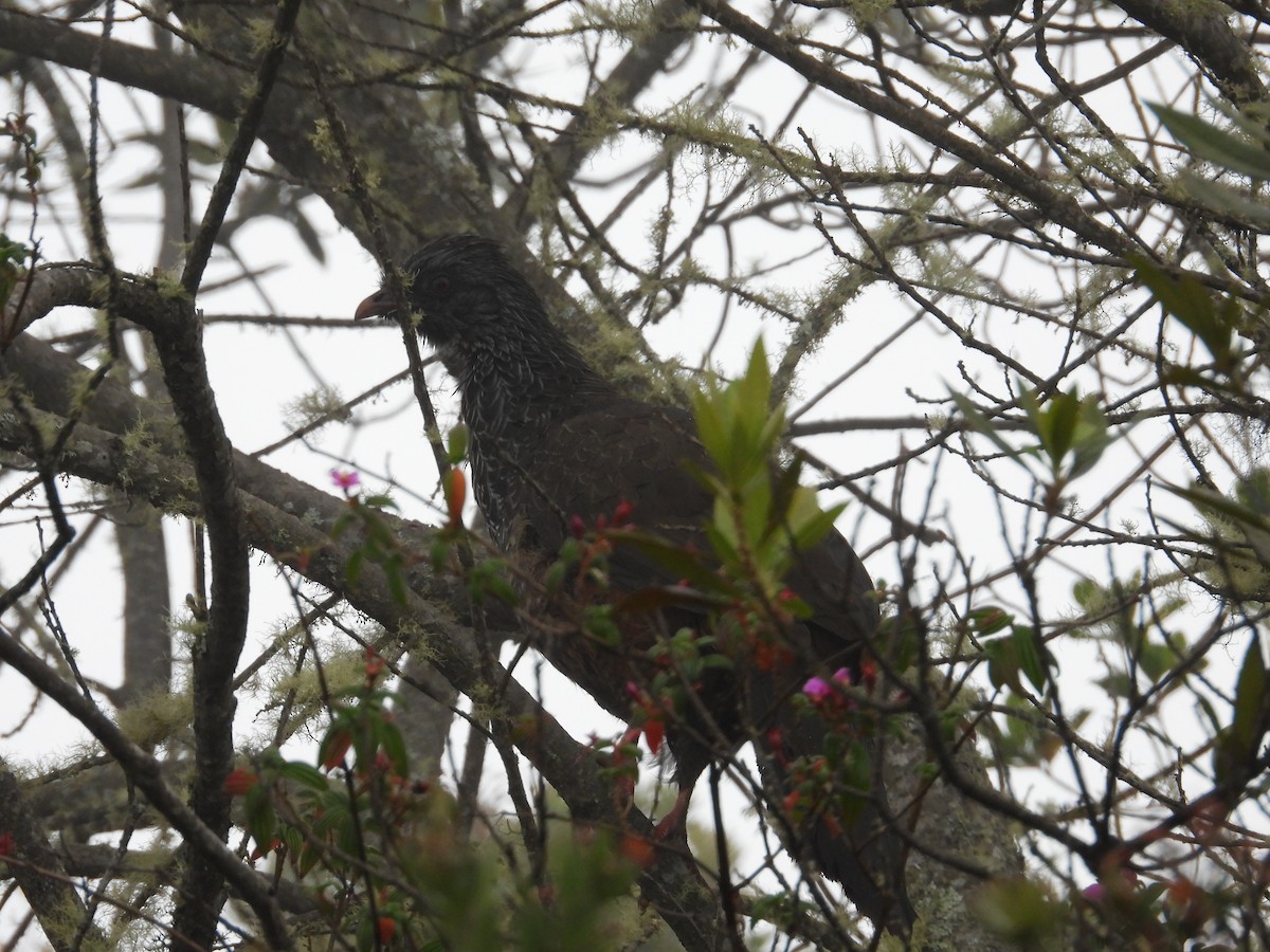 Andean Guan - ML623630211