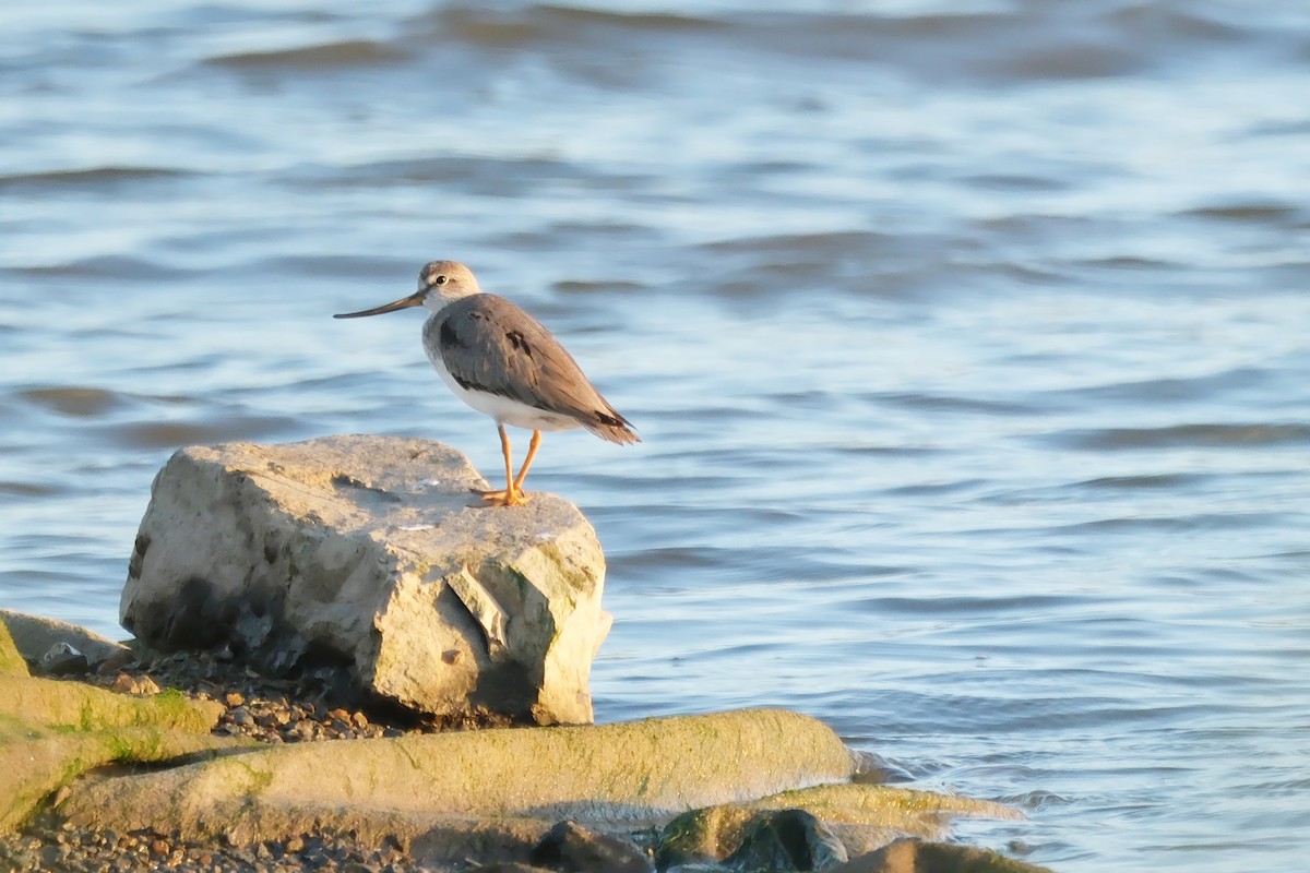 Terekwasserläufer - ML623630229