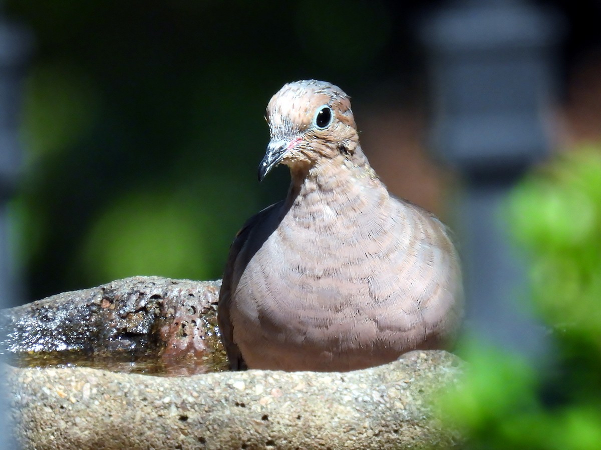 Mourning Dove - ML623630235