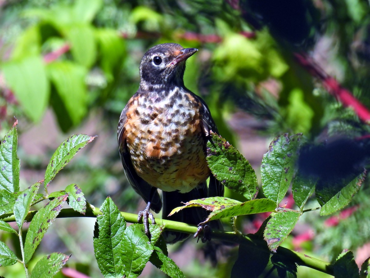 Zozo papargorria - ML623630242