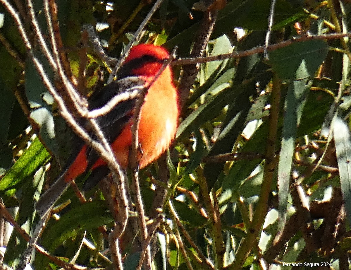 Vermilion Flycatcher - fernando segura