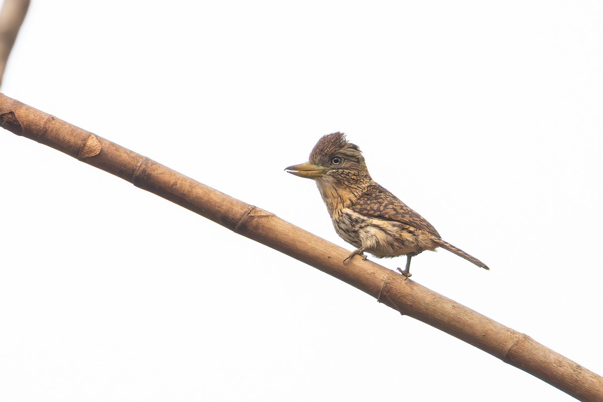 Eastern Striolated-Puffbird (Natterer's) - ML623630261