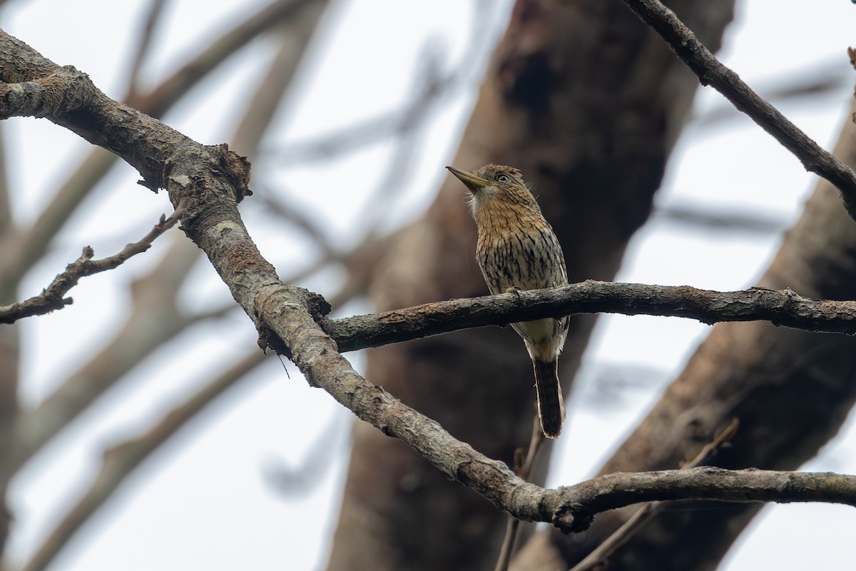 Eastern Striolated-Puffbird (Natterer's) - ML623630262