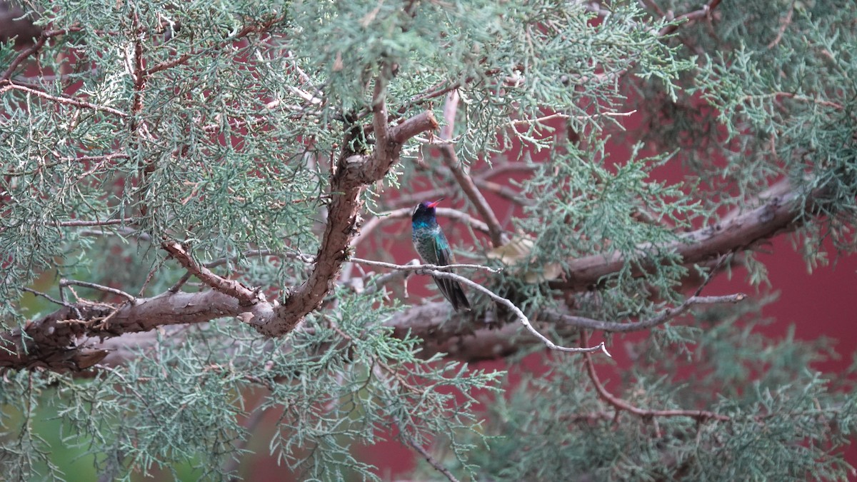 White-eared Hummingbird - ML623630275