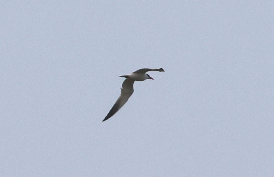 Caspian Tern - ML623630310