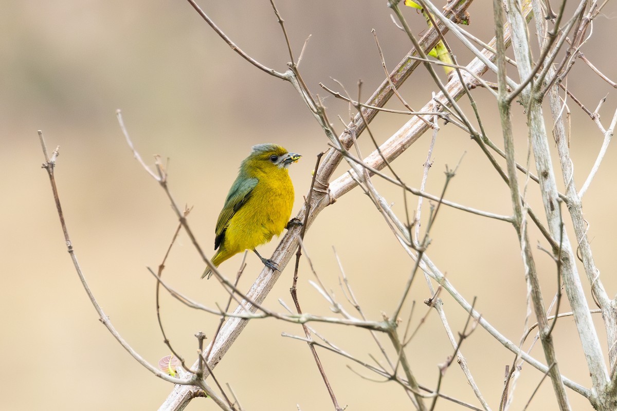 Golden-bellied Euphonia - ML623630311