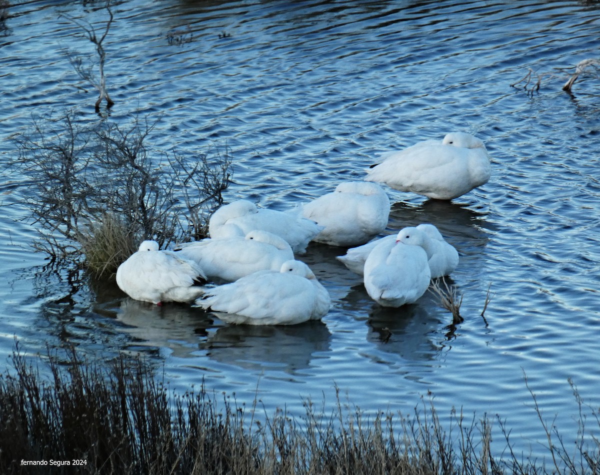 Coscoroba Swan - ML623630325