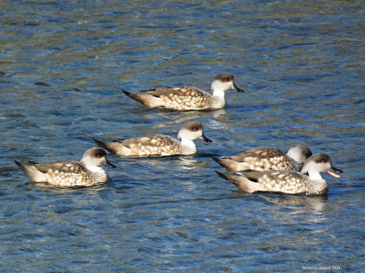 Crested Duck - ML623630331